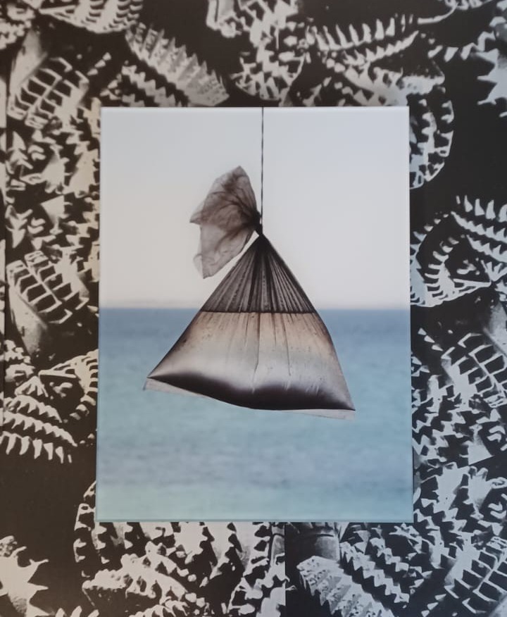 Ana Alenso, image 1